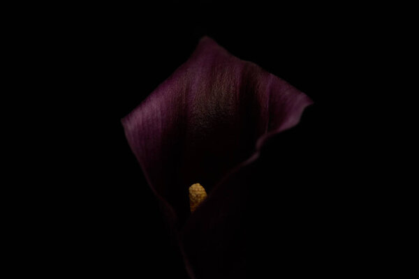 Close up view of purple calla flower isolated on black