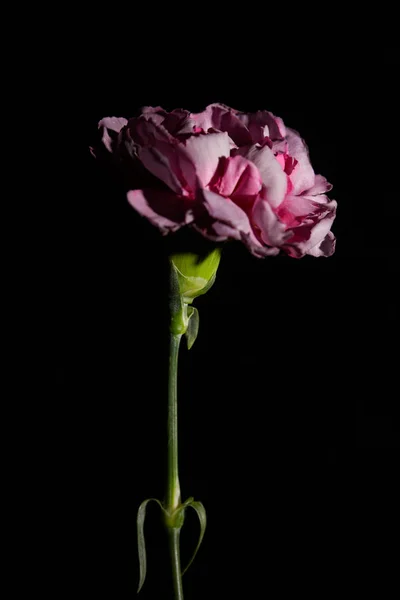 Ροζ Λουλούδι Γαρύφαλλο Στέλεχος Απομονωμένο Μαύρο — Φωτογραφία Αρχείου