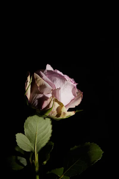 Rosa Violeta Con Hojas Aisladas Negro —  Fotos de Stock