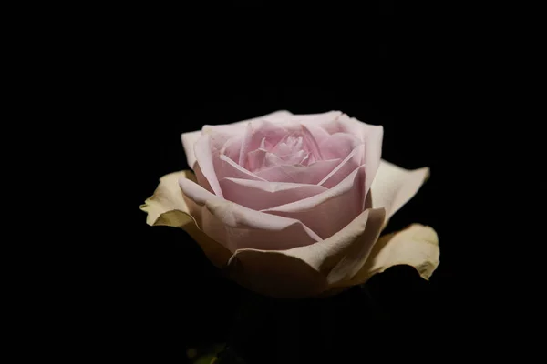 Rose Aux Pétales Roses Isolés Sur Noir — Photo