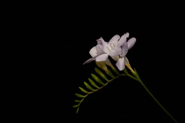 Λουλούδια Της Φρέζια Απομονωμένα Μαύρο — Φωτογραφία Αρχείου