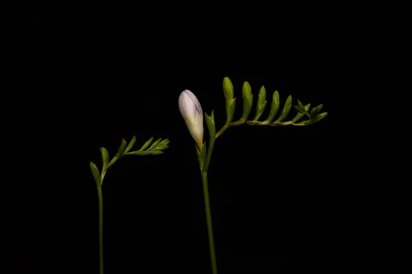 Stems Freesia Flower Buds Isolated Black — Stock Photo, Image