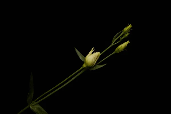 Flor Eustoma Com Botões Isolados Preto — Fotografia de Stock