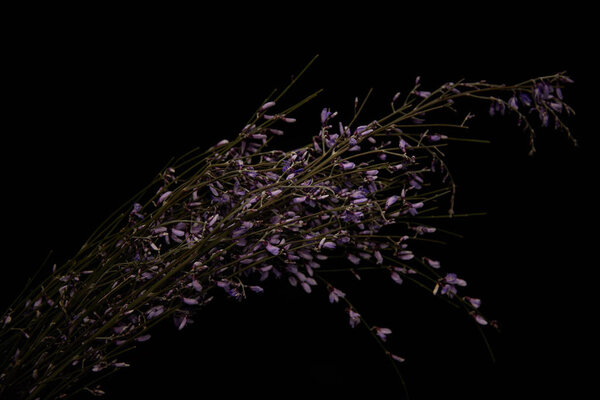 Violet wildflowers on branches isolated on black