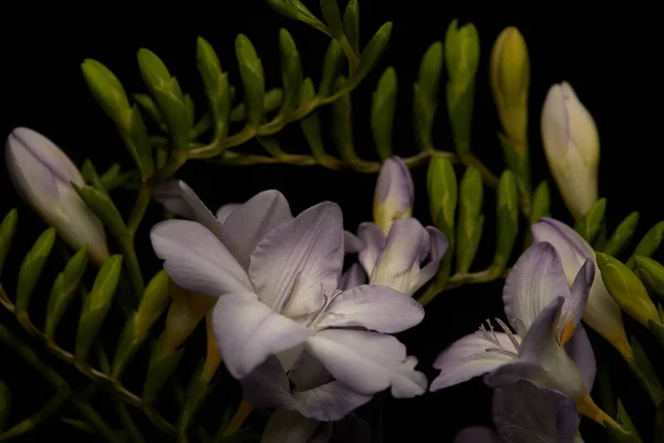 Λίλιακ Λουλούδια Της Φρέζια Μπουμπούκια Απομονώνονται Μαύρο — Φωτογραφία Αρχείου