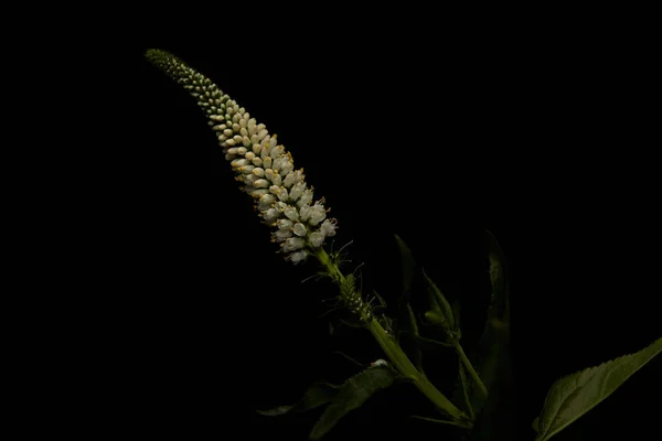 Plante Fleurs Blanches Feuilles Isolées Sur Noir — Photo