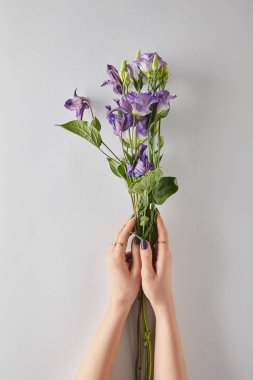 cropped view of woman holding violet flowers on white background clipart