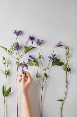 cropped view of woman holding violet flowers on white background clipart