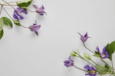 top view of violet flowers on white background clipart