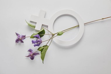 top view of violet flowers and venus sign on white background clipart