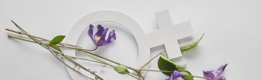 top view of violet flowers and venus sign on white background, panoramic shot clipart