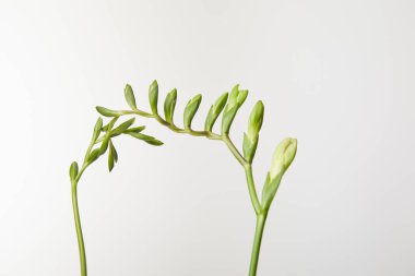 green buds of plant isolated on white clipart