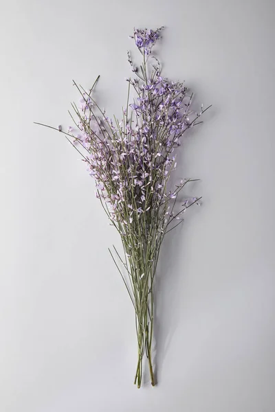 Draufsicht Auf Violette Wildblumen Auf Weißem Hintergrund — Stockfoto