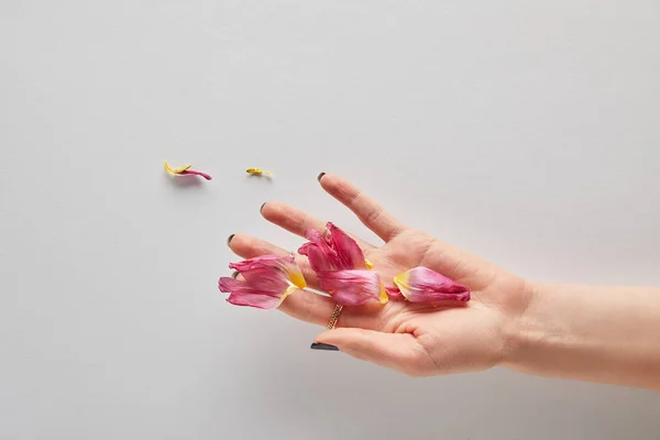 Cropped View Woman Holding Pink Petals White Background — 스톡 사진