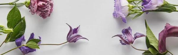 白色背景的紫色和紫色花朵的顶部视图 全景拍摄 — 图库照片