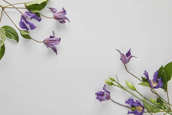 Top View Violet Flowers White Background — Stock Photo, Image