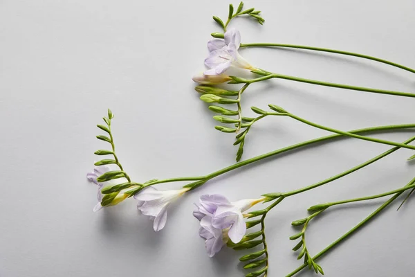 Bovenaanzicht Van Violette Bloemen Witte Achtergrond — Stockfoto