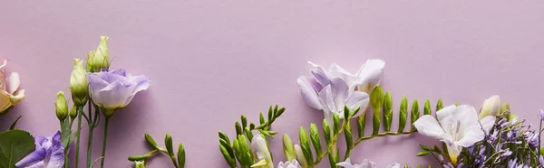 Vista Superior Hermosas Flores Sobre Fondo Violeta Plano Panorámico —  Fotos de Stock