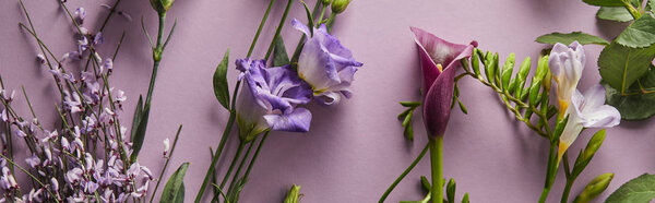 top view of beautiful flowers on violet background, panoramic shot