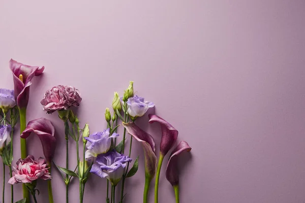 Vista Superior Hermosas Flores Sobre Fondo Violeta Con Espacio Copia — Foto de Stock