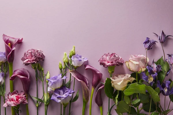 Vista Superior Hermosas Flores Sobre Fondo Violeta Con Espacio Copia — Foto de Stock