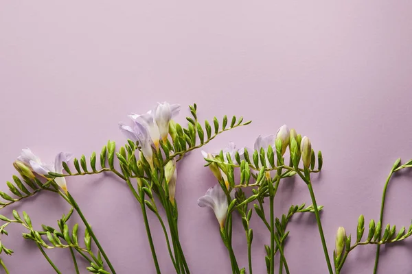 Vista Dall Alto Bellissimi Fiori Sfondo Viola Con Spazio Copia — Foto Stock