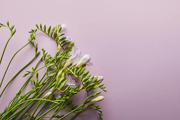 Vista Superior Hermosas Flores Sobre Fondo Violeta Con Espacio Copia — Foto de Stock