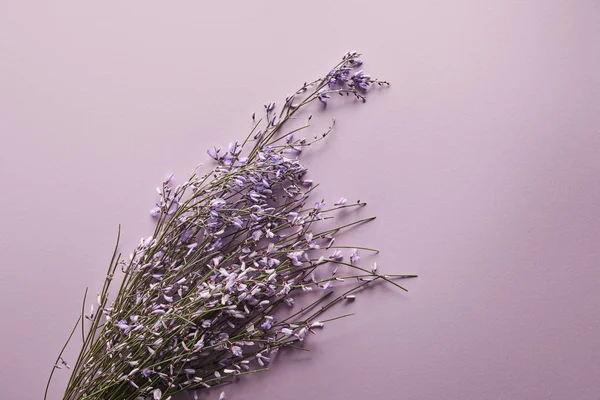 Draufsicht Auf Schöne Wildblumen Auf Violettem Hintergrund — Stockfoto