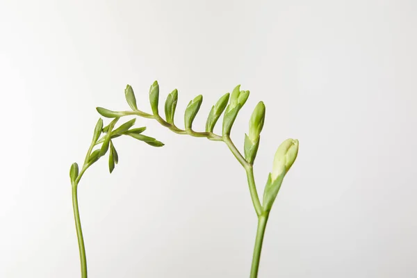 Zielone Pąki Roślin Izolowane Białym — Zdjęcie stockowe