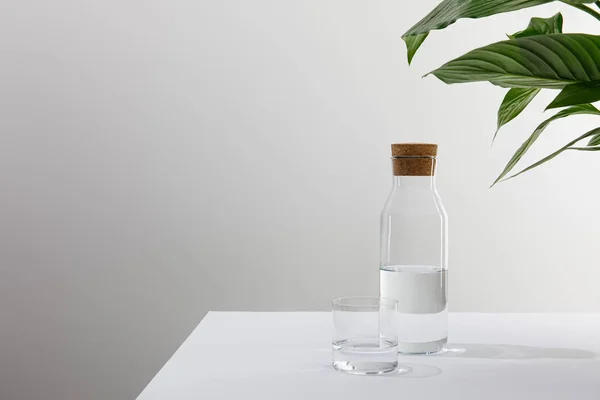 Glas Och Flaska Sötvatten Nära Grön Växt Grå Bakgrund — Stockfoto