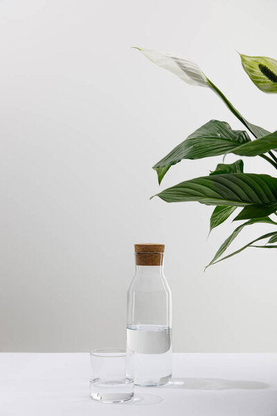glass and bottle of fresh water near green plant on white surface