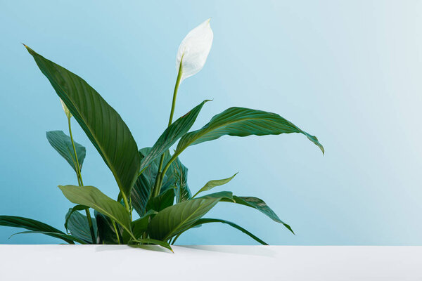 peace lily plant with green leaves on white surface on blue background