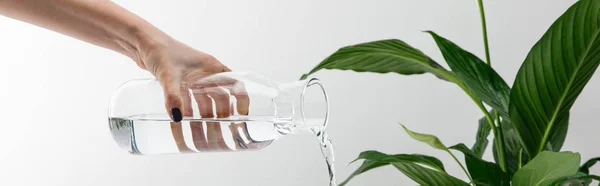 白い背景に緑の平和ユリの植物の近くに瓶から水を注ぐ女性のクロップドビュー パノラマショット — ストック写真