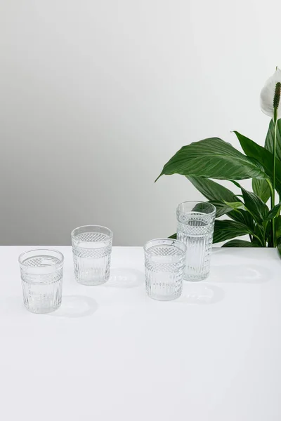 Faceted Glasses Fresh Water White Table Green Peace Lily Plant — Stock Photo, Image