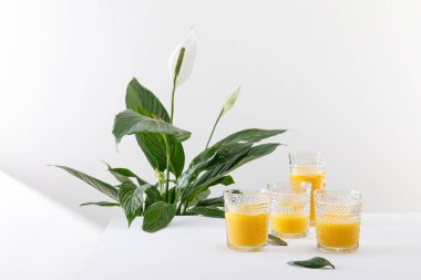 Yeşil barış çiçeğinin yanındaki beyaz yüzeyde lezzetli sarı smoothie bardakları.