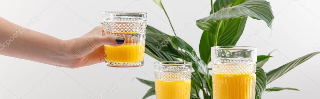 cropped view of woman holding glass of fresh delicious yellow smoothie near green peace lily plant isolated on white, panoramic shot