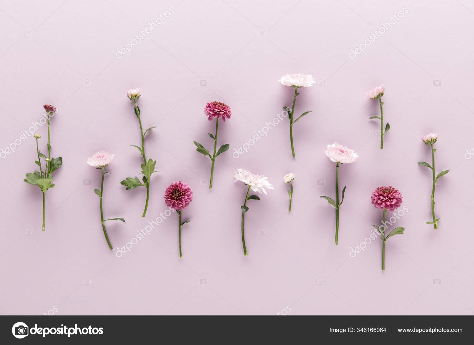 紫罗兰色背景的开着花的春菊花平铺 图库照片 C Antonmatyukha 紫罗兰色背景的开着花的春菊花平铺 图库照片 C Antonmatyukha