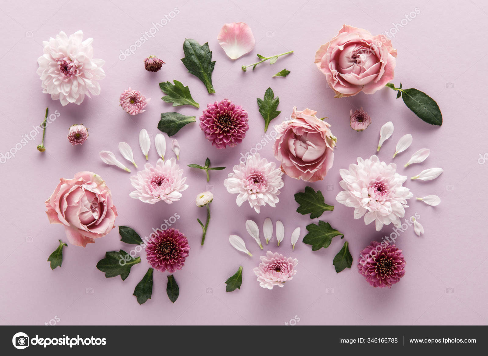 Top View Blooming Spring Chrysanthemums Roses Leaves Petals Violet