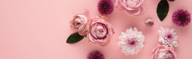 top view of blooming spring flowers on pink background, panoramic shot clipart