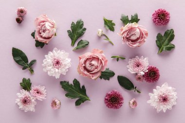 top view of blooming spring Chrysanthemums and roses with leaves on violet background clipart