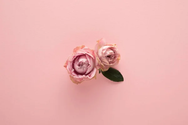 Top View Blooming Spring Flowers Pink Background — Stock Photo, Image