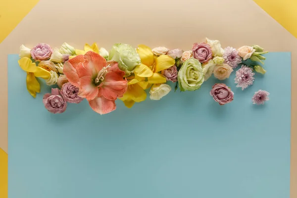 Вид Весенних Цветов Бежевом Синем Желтом Фоне — стоковое фото
