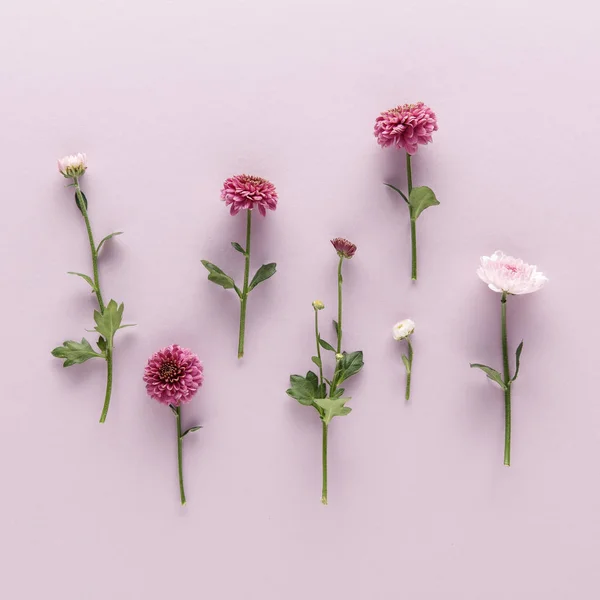 Acostado Plano Con Flores Primavera Crisantemos Sobre Fondo Violeta —  Fotos de Stock