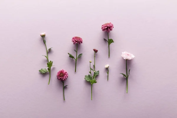 Плоская Лежала Цветущими Весенними Хризантемами Фиолетовом Фоне — стоковое фото
