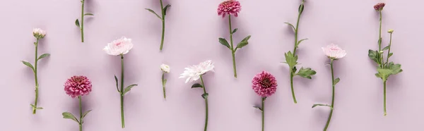 Flat Lay Com Flor Primavera Crisântemos Fundo Violeta Tiro Panorâmico — Fotografia de Stock