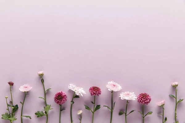 Flache Lage Mit Blühendem Frühling Chrysanthemen Auf Violettem Hintergrund Mit — Stockfoto