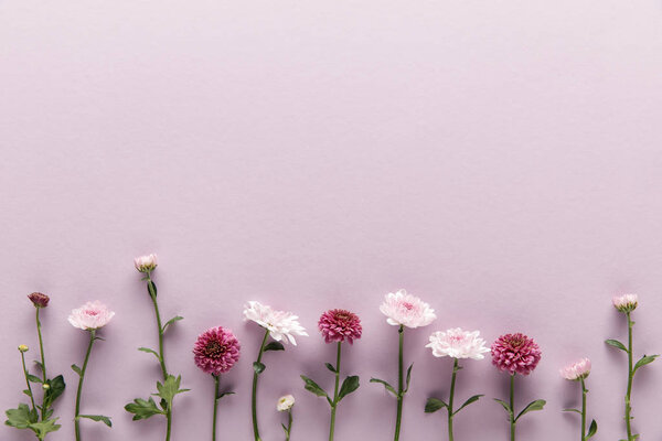 flat lay with blooming spring Chrysanthemums on violet background with copy space