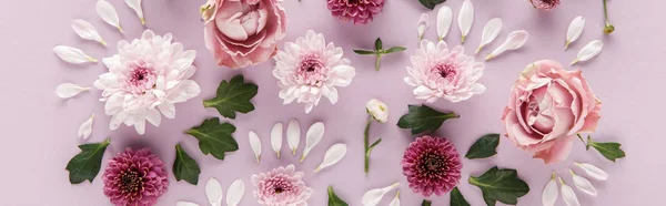 Top View Blooming Spring Chrysanthemums Roses Leaves Petals Violet Background — Stock Photo, Image