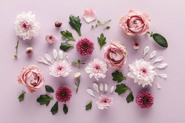 Vista Superior Primavera Flor Crisantemos Rosas Con Hojas Pétalos Sobre — Foto de Stock