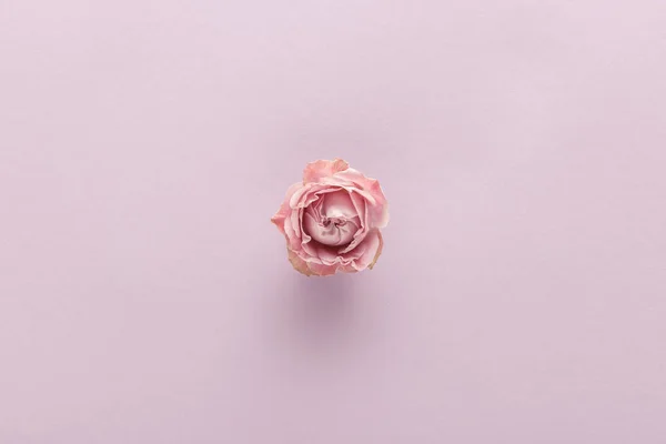 Draufsicht Auf Blühende Rosa Rose Auf Violettem Hintergrund — Stockfoto